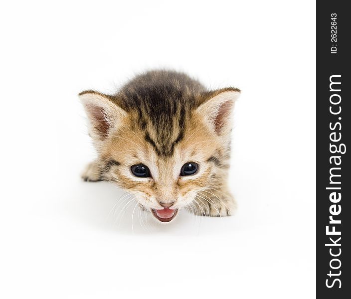 A small kitten cries and move to camera on a white background. A small kitten cries and move to camera on a white background