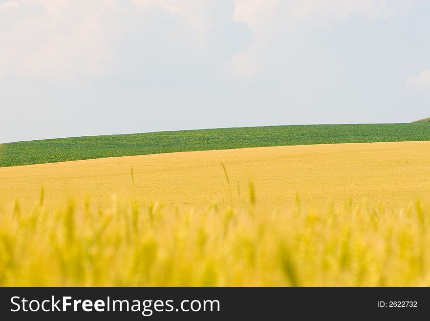 Different colors of fields, corn plant and wheat and sky. Low view, closest ears are out of focus. Different colors of fields, corn plant and wheat and sky. Low view, closest ears are out of focus