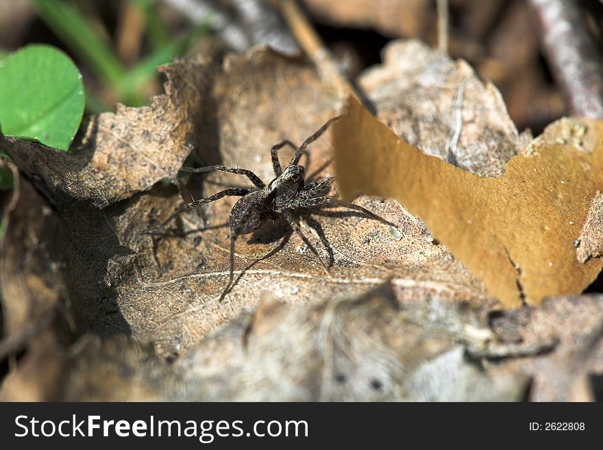 Forest Ground Spider.