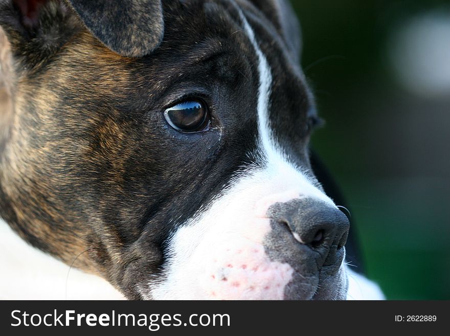 Profile of a mixed Bulldog