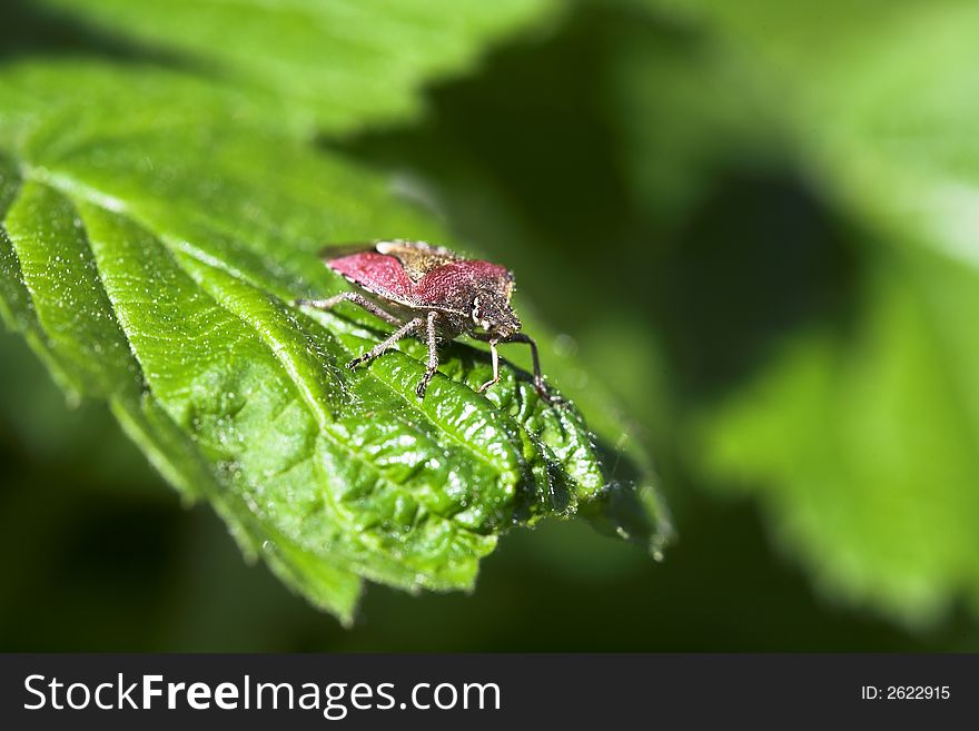 Sunny afternoon, forest near Kovrov town, red forest bug on raspberry leaf, (lens - Macro100/2,8). Sunny afternoon, forest near Kovrov town, red forest bug on raspberry leaf, (lens - Macro100/2,8).