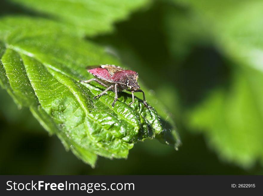 Forest bug.