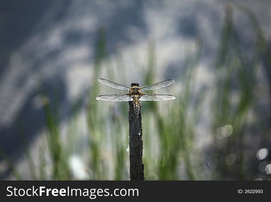 Sunny afternoon, lake near Kovrov town, dragon-fly on twig, (lens - 70-200/4). Sunny afternoon, lake near Kovrov town, dragon-fly on twig, (lens - 70-200/4).