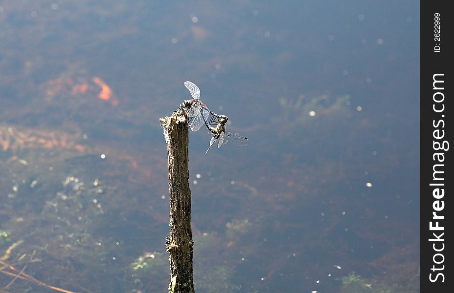 Sunny afternoon, lake near Kovrov town, two dragon-flies on twig, (lens - 70-200/4). Sunny afternoon, lake near Kovrov town, two dragon-flies on twig, (lens - 70-200/4).