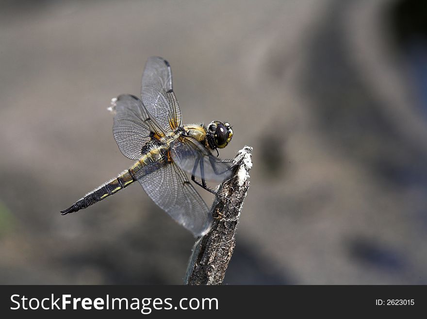 Sunny afternoon, lake near Kovrov town, dragon-fly on twig. (lens - Macro100/2,8). Sunny afternoon, lake near Kovrov town, dragon-fly on twig. (lens - Macro100/2,8).