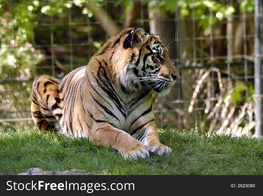Portrait of a tiger sitting on a grass