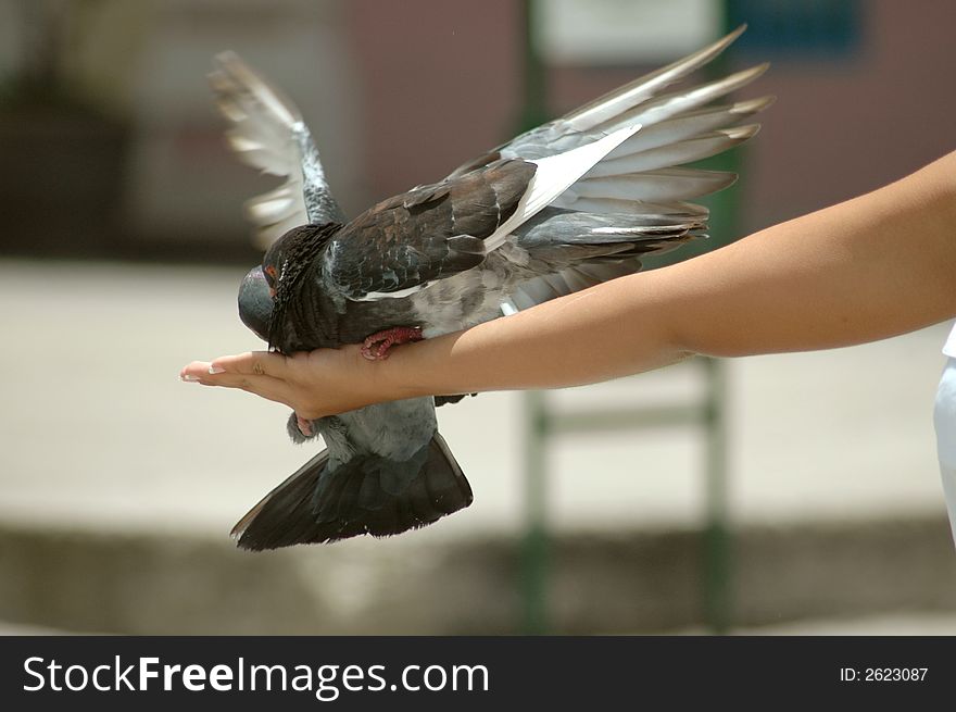 Pigeon sitting in human hand. Pigeon sitting in human hand
