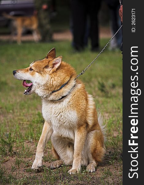 Regional review of the hunting dogs, (town Vladimir). Regional review of the hunting dogs, (town Vladimir).