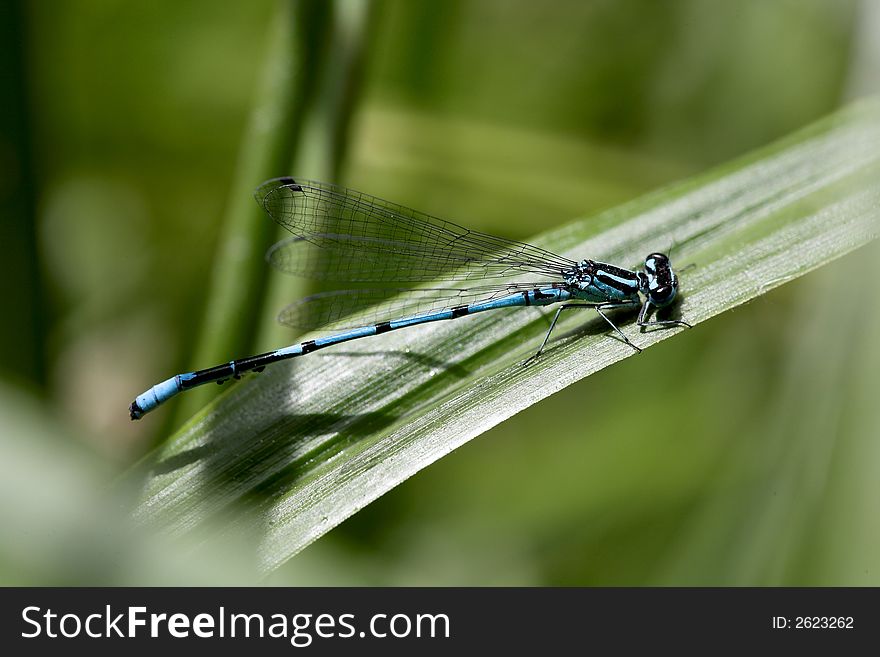 Sunny afternoon, lake near Vladimir town, dragon-fly on grass, (lens - Macro100/2,8). Sunny afternoon, lake near Vladimir town, dragon-fly on grass, (lens - Macro100/2,8).