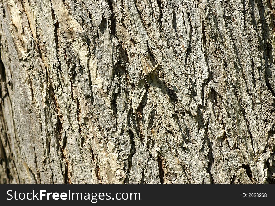 Full (landscape) frame closeup of Oak Bark.