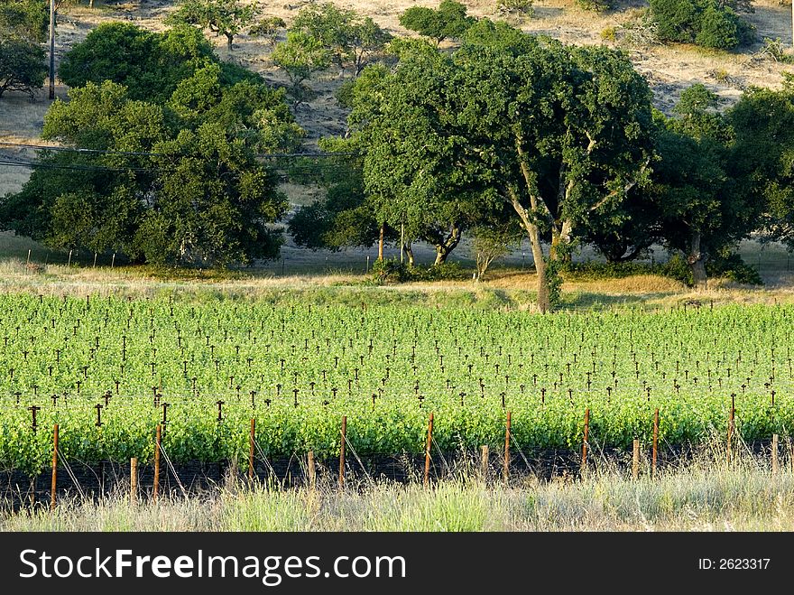 Napa vineyard , California at sunset. Napa vineyard , California at sunset