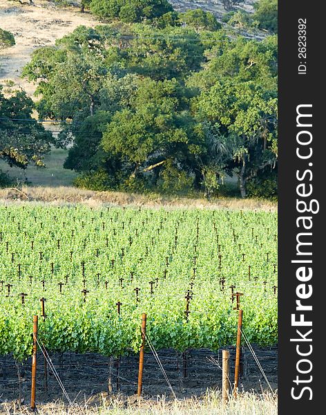 California vineyards