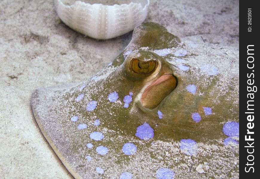 Underwater close-up picture of Blue-spotted Ribbontail Ray sifting through the sand, Taeniura lymma, Family: Dasyatididae (Stingrays)