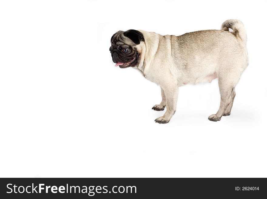 A pug, isolated on white background