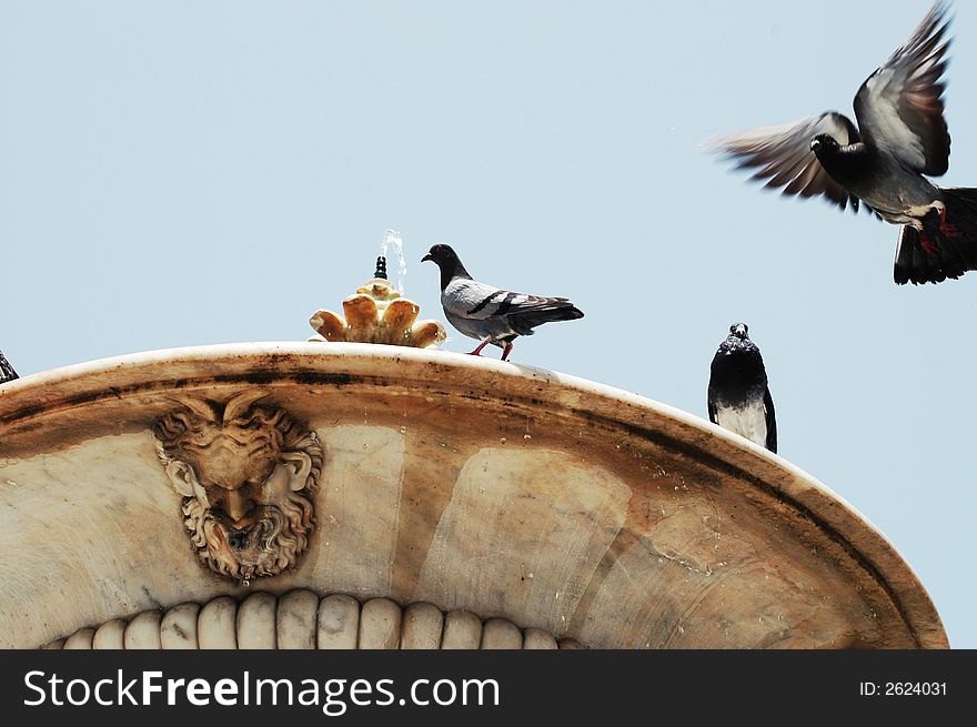 Pigeons and fountain detail undre blue sky. Pigeons and fountain detail undre blue sky