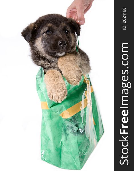 Puppy dog looking out of a bag, isolated