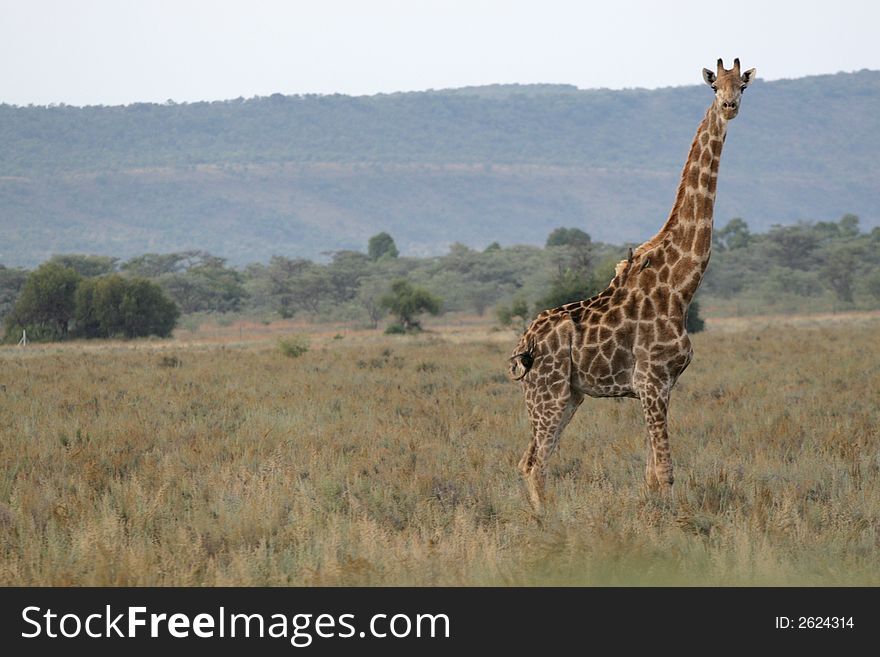 A Giraffe standing in an open field
