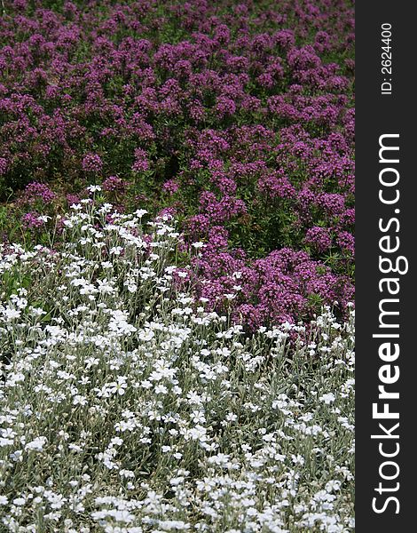 Beautiful white and violet flowers growing in the garden