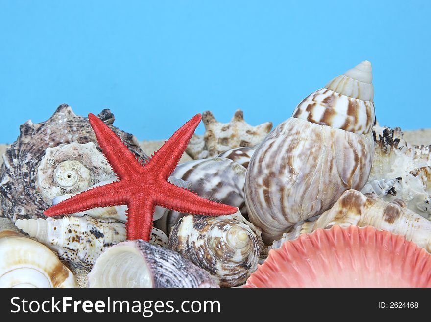 Seashells close-up on sand on blue background