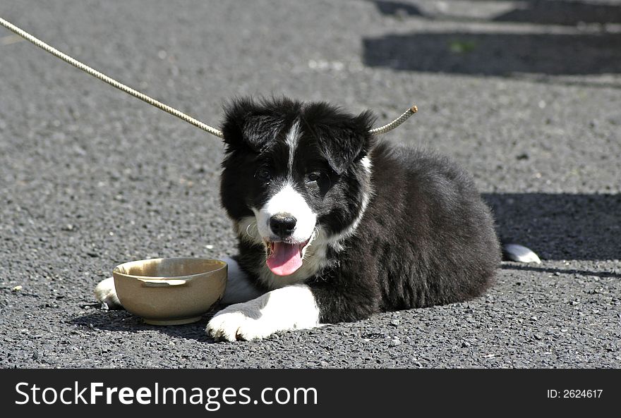 Black and white puppy