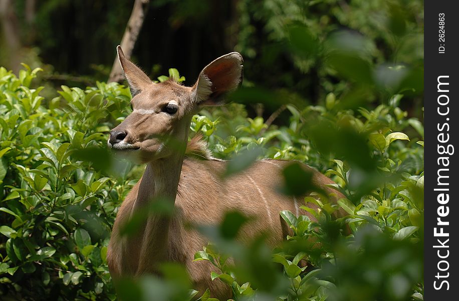 A big eared brown African deer hides in the lush green bush.