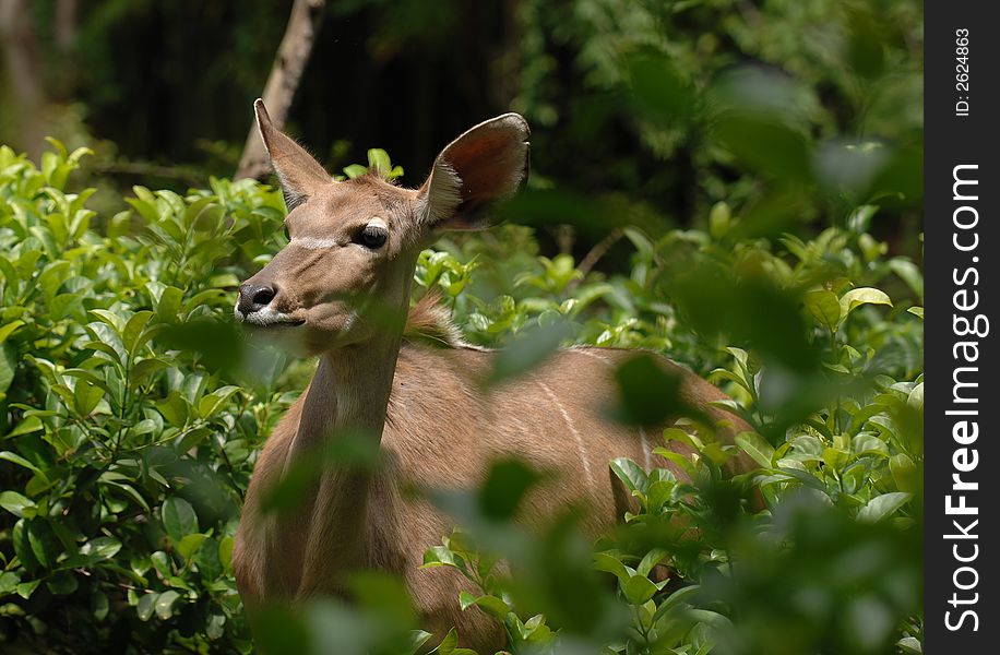 African Deer