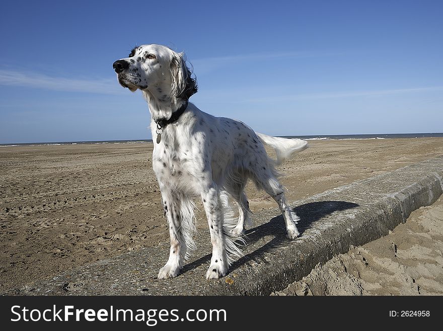 Longhaired, blac and white dog on the beach with his hairs fluttering in the breeze at a sunny blue sky day. Longhaired, blac and white dog on the beach with his hairs fluttering in the breeze at a sunny blue sky day.
