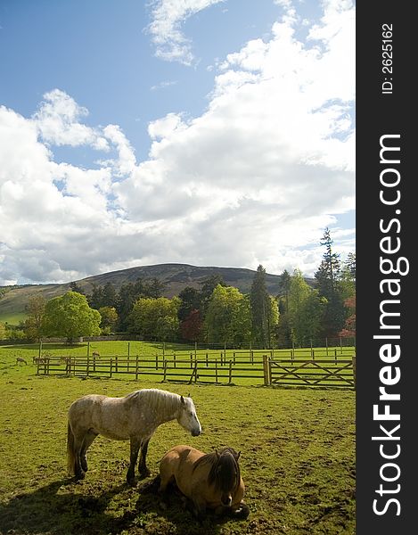 Horses On Scottish Landscape