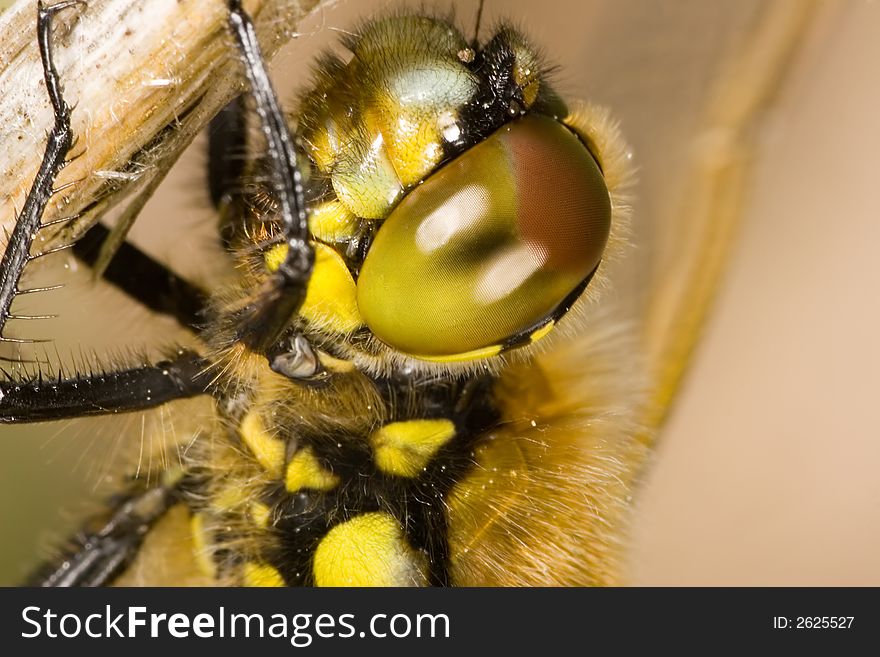 Portrait of yellow dragonfly on dry blade of grass. Portrait of yellow dragonfly on dry blade of grass