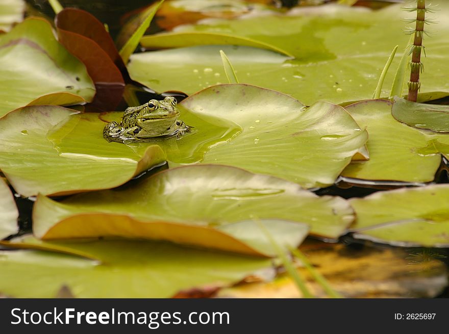 A frog Placidly perched on lily pads. A frog Placidly perched on lily pads