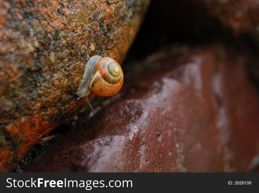 Snail on the wet stones in the garden. Snail on the wet stones in the garden