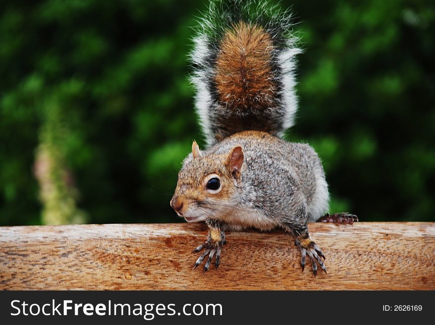 Wild beautifull squirrel standing on wood bench. Wild beautifull squirrel standing on wood bench