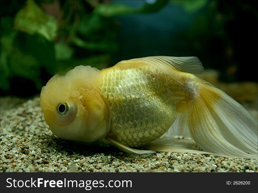 Beautiful yellow chinese fish swimming in aquarium