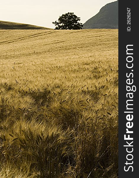 Cornfield with hill and sky - landscape