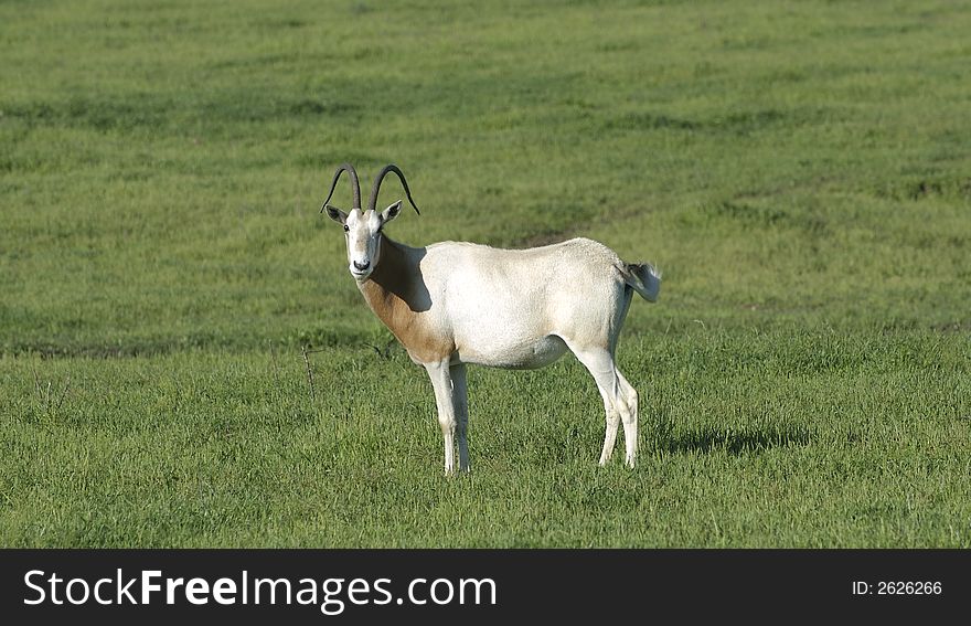 Oryx dammah. Extinct in the wild, a Scimitar Horned Oryx makes its home on an exotic game ranch in North Texas, USA. Also named the desert antelope.