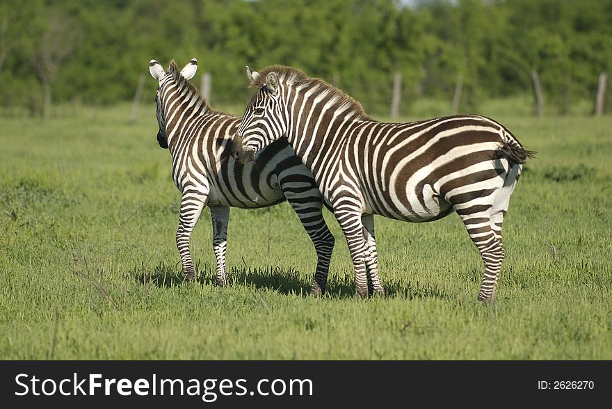 A Grant's Zebra makes its home on a wild game ranch in North Texas, USA.