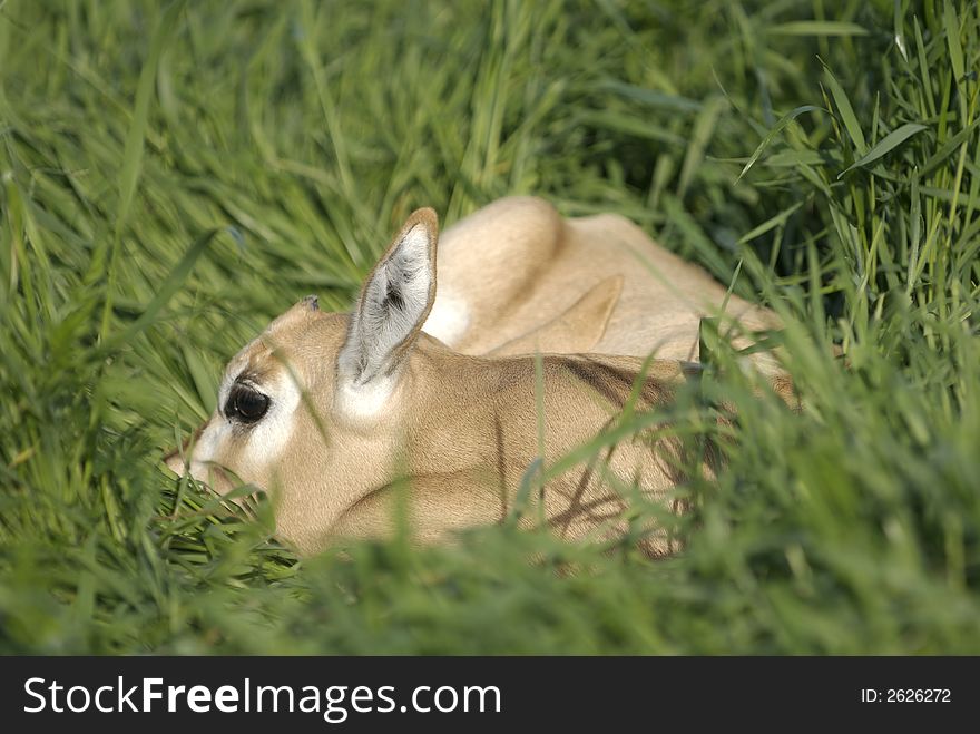 Oryx dammah. Extinct in the wild, a Scimitar Horned Oryx makes its home on an exotic game ranch in North Texas, USA. Also named the desert antelope. Oryx dammah. Extinct in the wild, a Scimitar Horned Oryx makes its home on an exotic game ranch in North Texas, USA. Also named the desert antelope.