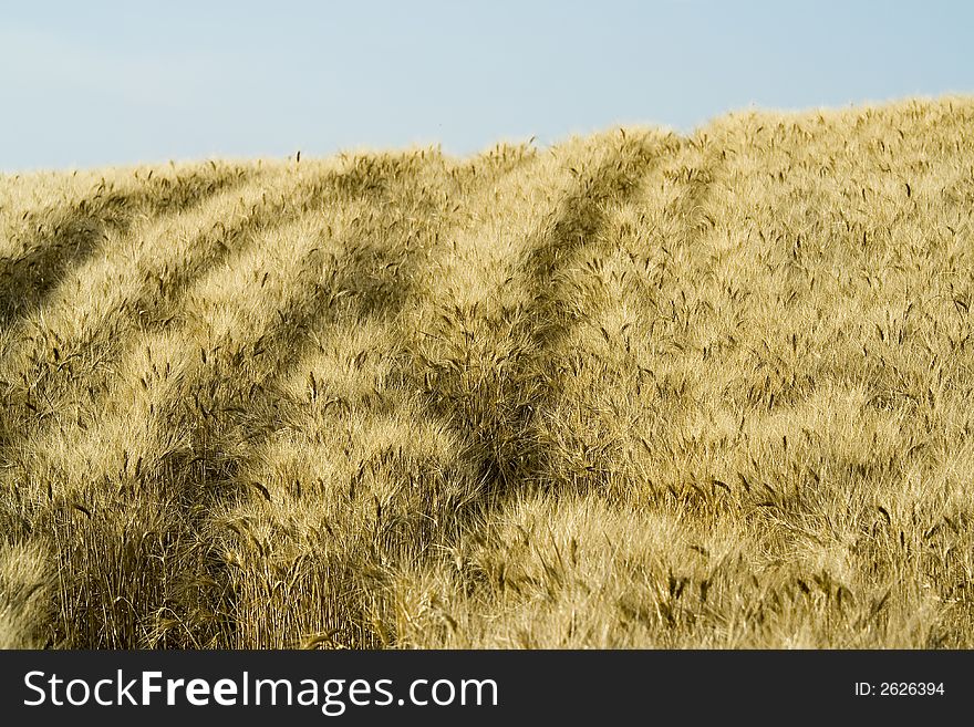 Cornfield with blue sky - landscape. Cornfield with blue sky - landscape