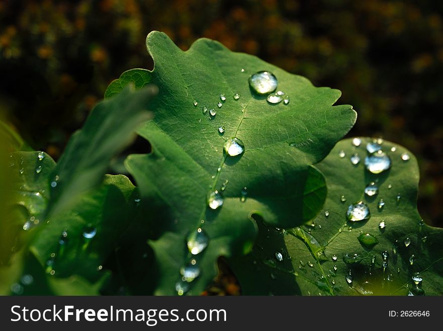 Leaf With Waterdrops