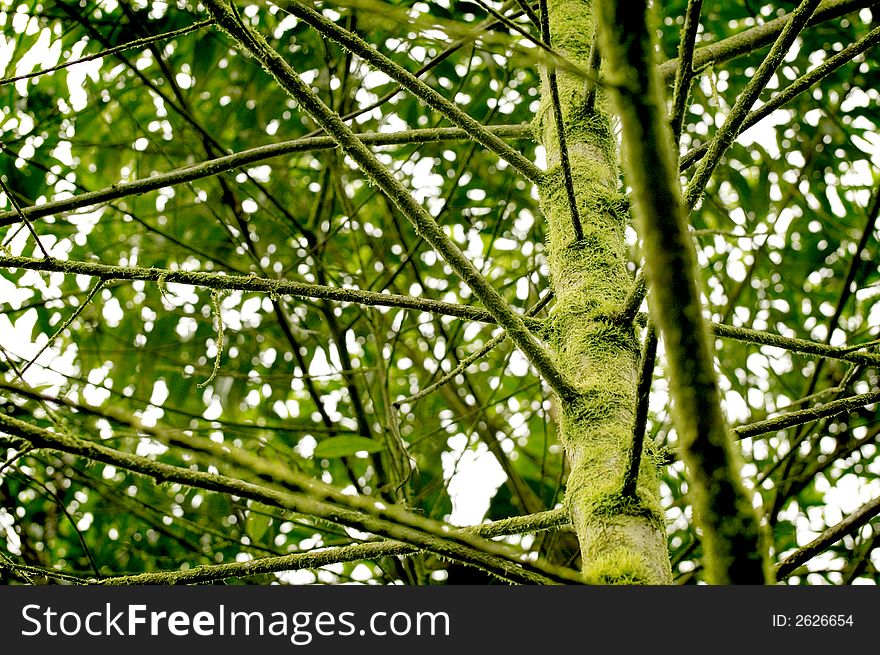 Many straight branches and a green trunk