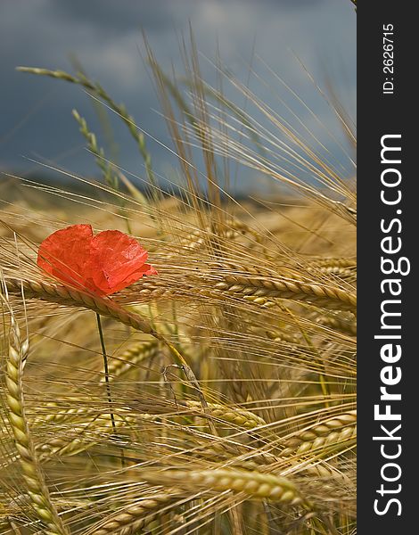 Poppy in the medium of a corn field in summer. Poppy in the medium of a corn field in summer