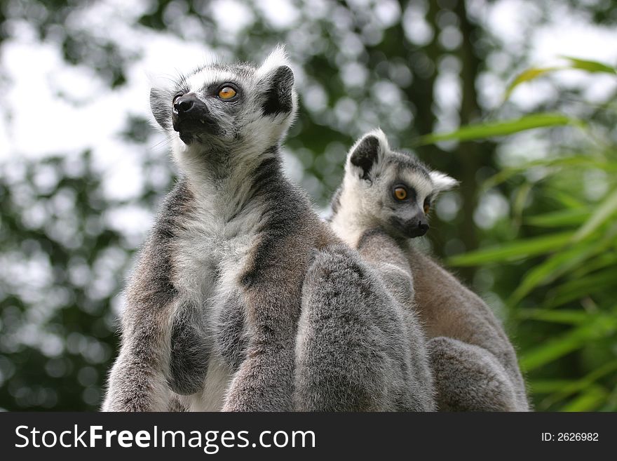 Two young attentive catta watching the area around them