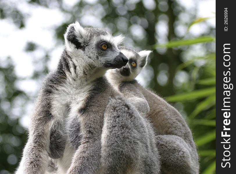 A catta lemur couple sitting on a tree and looking around. A catta lemur couple sitting on a tree and looking around