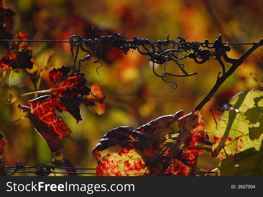 Autumn vines twist around wire support. Autumn vines twist around wire support