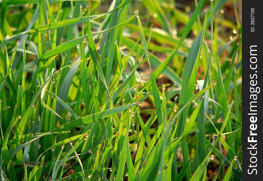 Dew drops on grass with orange sun flashes. Dew drops on grass with orange sun flashes.