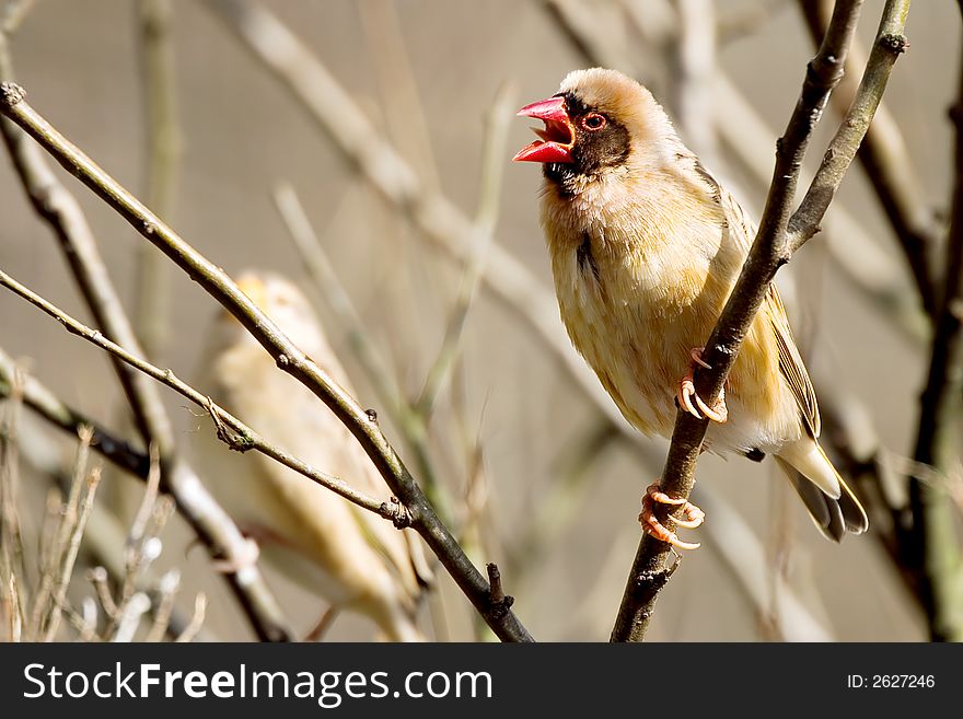 Finch On A Stick