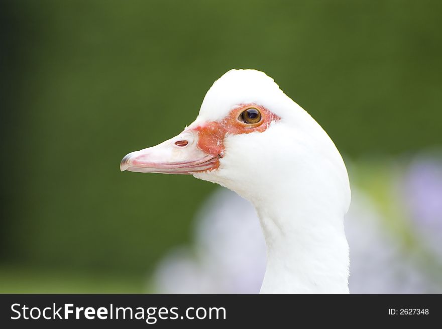 Closeup of a tame duck. Closeup of a tame duck