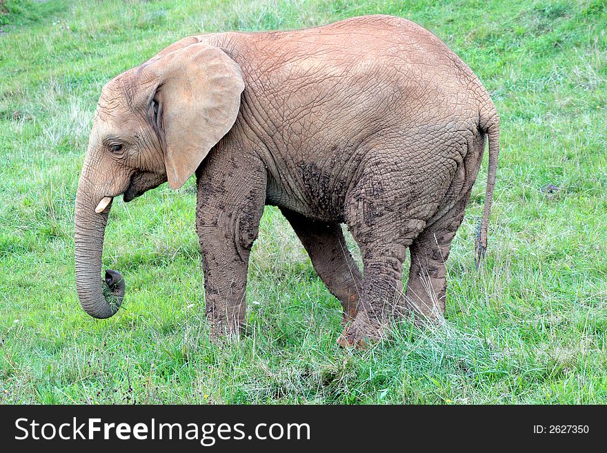 An elephant is eating peacefully