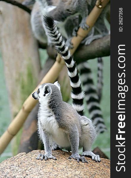 Portrait of ring-tailed lemur. Portrait of ring-tailed lemur
