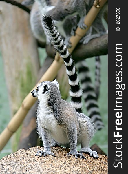 Ring-tailed Lemur 2